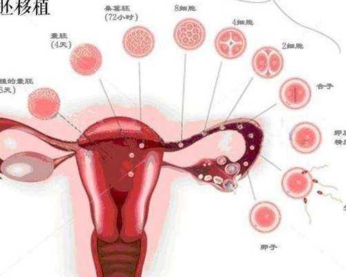 国内代生孩子电话,上海单身女人试管多少钱？50万到美国做试管婴儿？