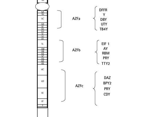国内医院哪里有供卵,未婚单身女性可以买精子做人工授精吗？