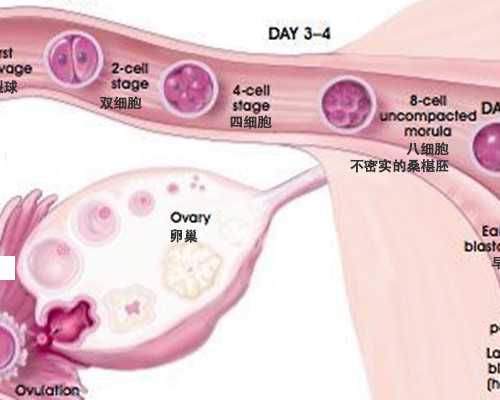 国内代孕公司哪家比较靠谱,促排期间别纠结能不能喝祛湿排毒汤了，用对材料健脾益胃