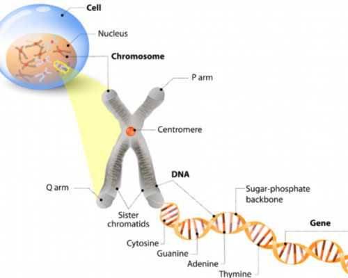 国内等供卵要等多久,试管胚胎移植后生活上应该注意些什么？试管包成功多少钱