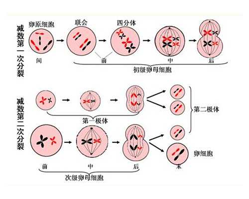 国内供卵中心价格,广州试管*率最高的医院公布(试管医院排名情况)
