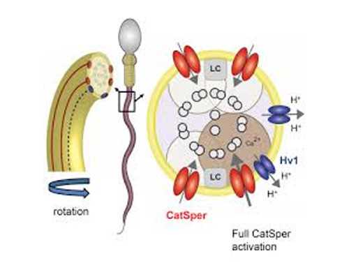 国内供卵捐卵地点,沧州颐和试管怎么样 手术者是否身体会变差